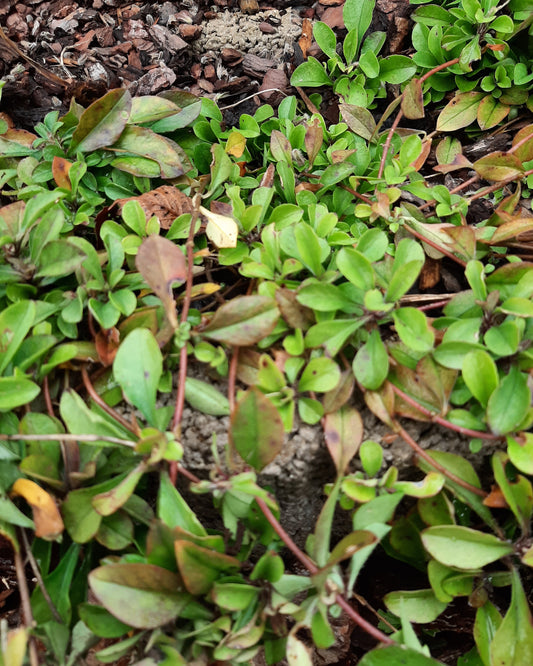 Phlox stolonifera 'Red Ridge' Ausläufer-Flammenblume im Beet