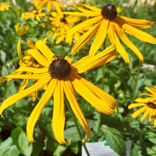 Rudbeckia fulgida var. sullivantii 'Goldsturm' Leuchtender Sonnenhut