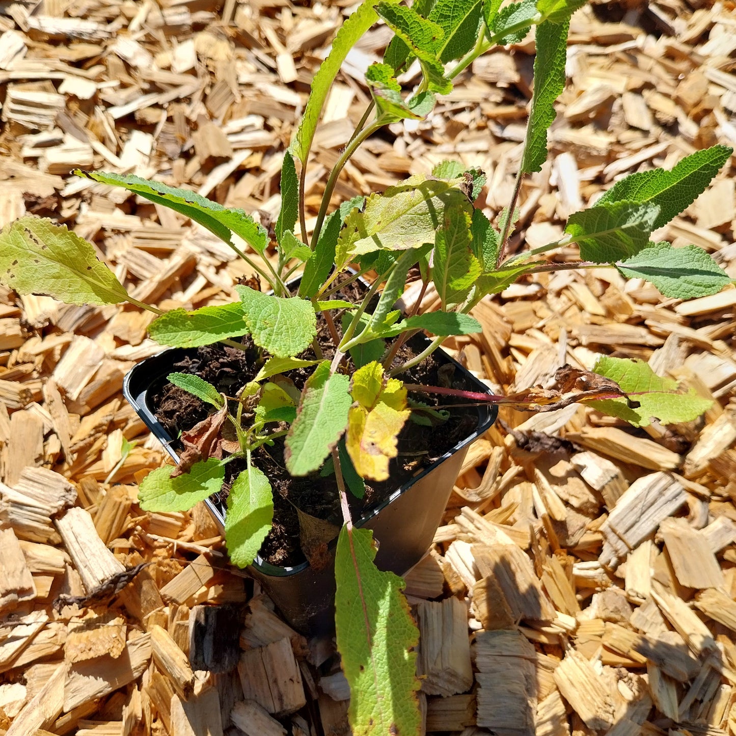 Salvia nemorosa 'Violettkönigin' Steppensalbei
