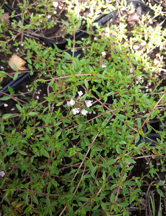 Thymus herba-barona var. citriodora Zitronen-Kümmel-Thymian