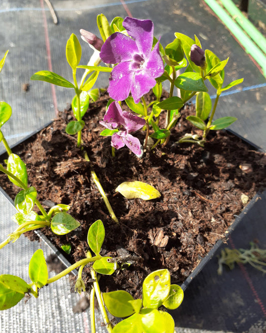 Vinca minor 'Atropurpurea' und ‘Alba' Kleinblättriges Immergrün in Blüte