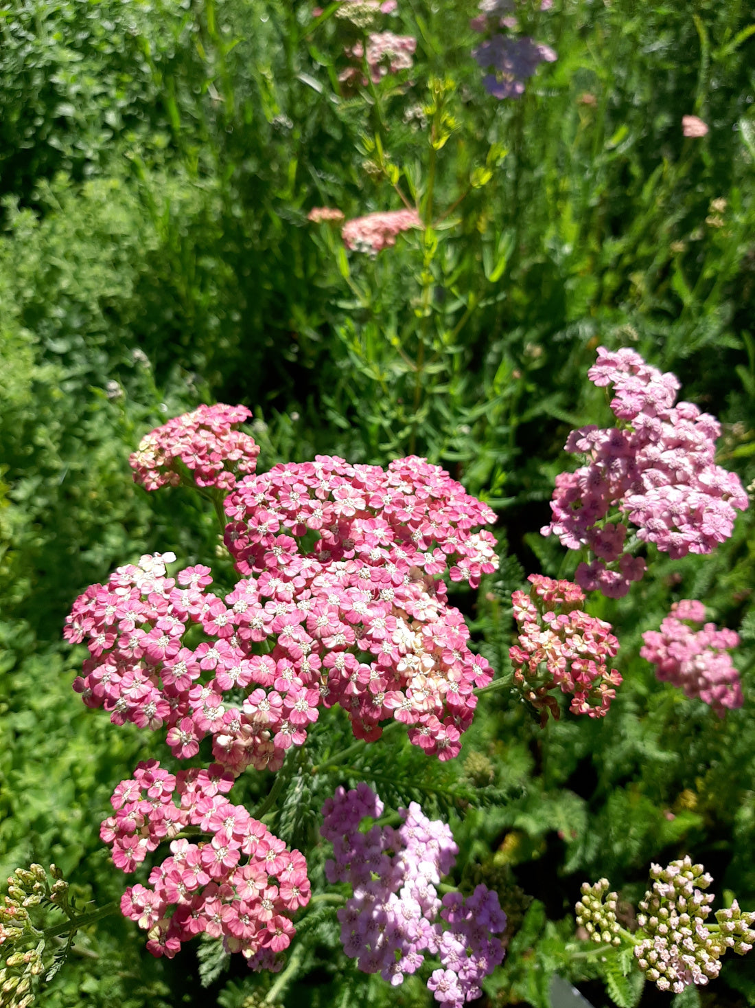 Achillea millefolium 'Summer Pastels' Schaf- Garbe