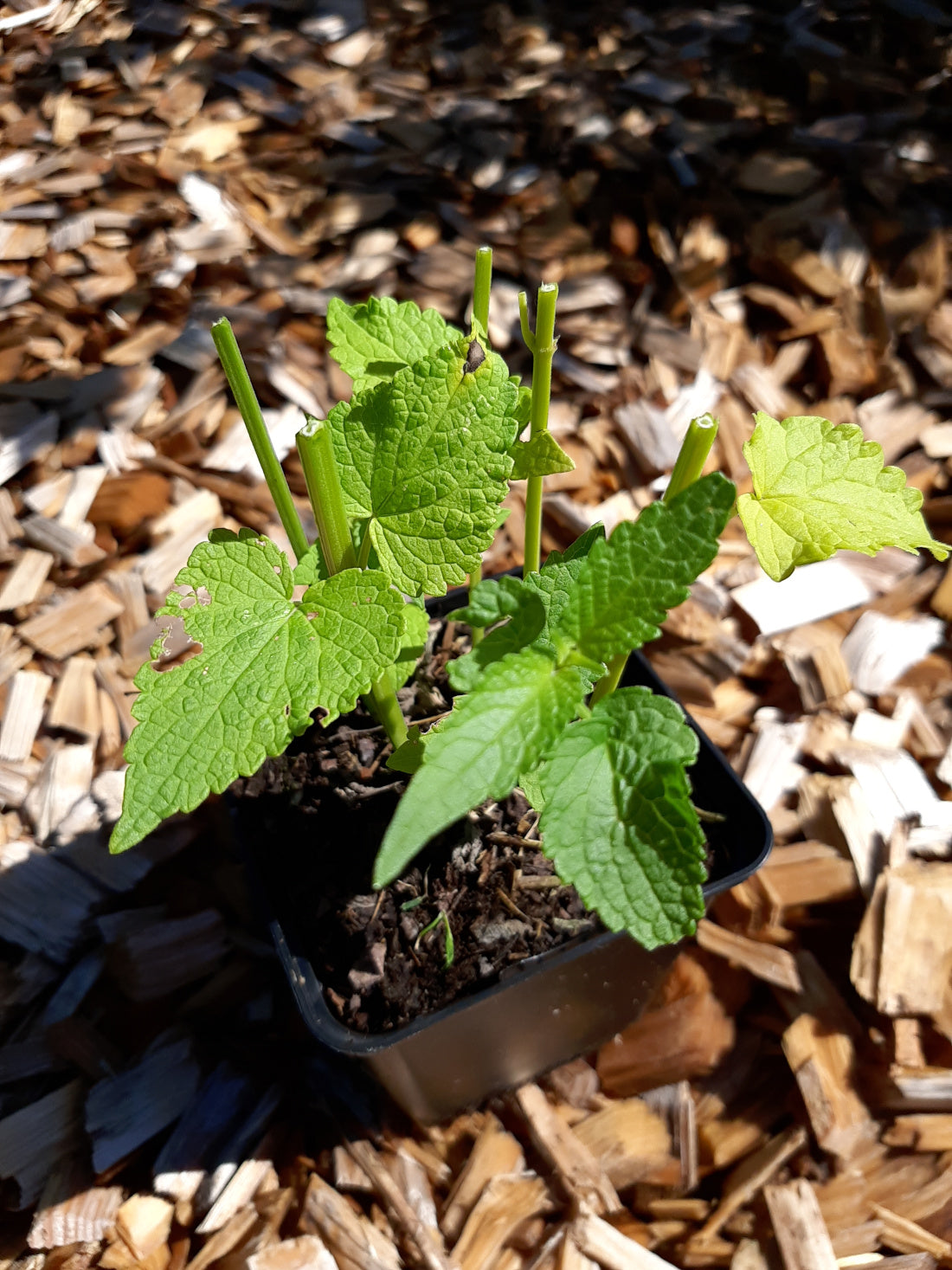 Agastache rugosa 'Blue Fortune' Duftnessel