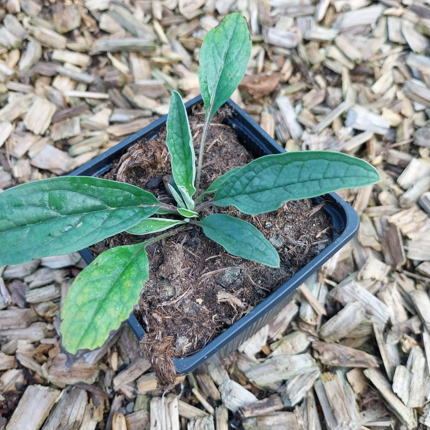Eritrichium canum Hybr. 'Baby Blues' Himmelsherold