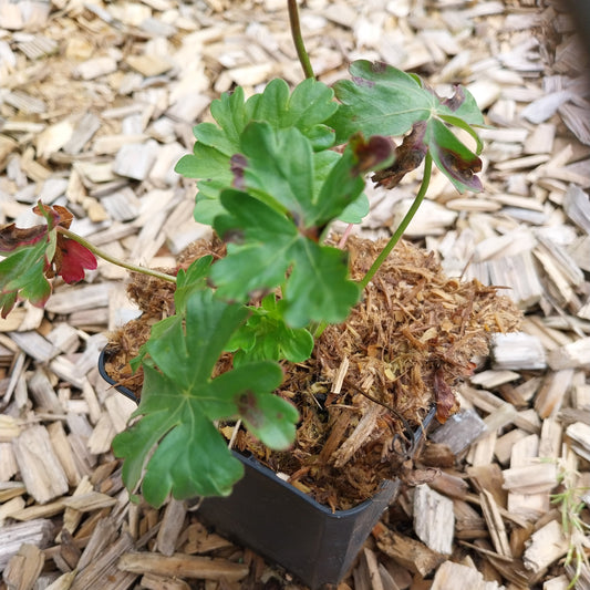 Geranium cantabrigiense 'Berggarten' Cambridge-Storchschnabel