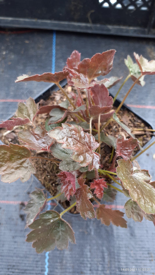 Heuchera micrantha 'Rachel' Silberglöckchen