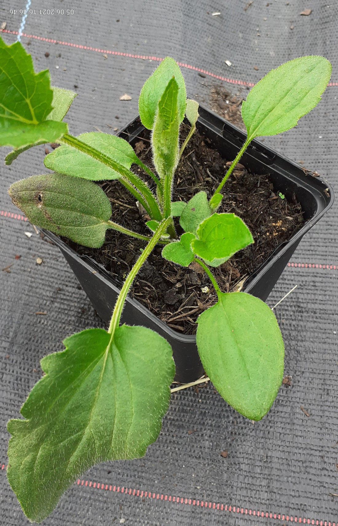 Rudbeckia fulgida var. sullivantii 'Goldsturm' Leuchtender Sonnenhut