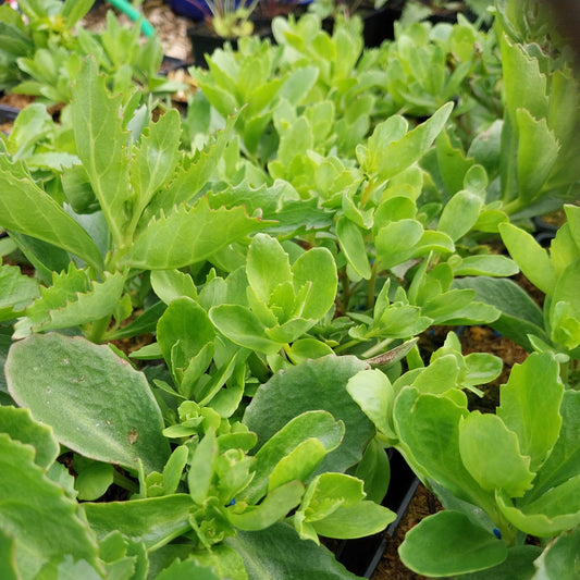 Sedum telephium 'Emperor's Waves' Fettblatt, Fetthenne