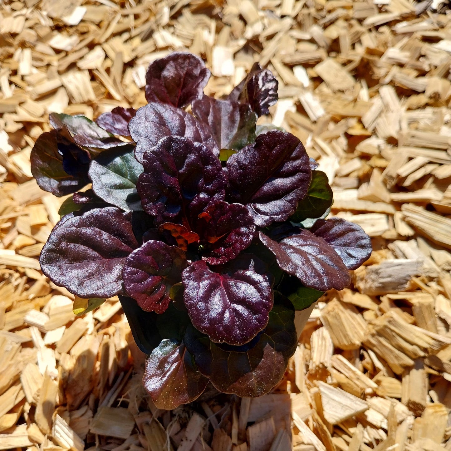 Ajuga reptans 'Black Scallop' ® Kriechender Günsel im Topf