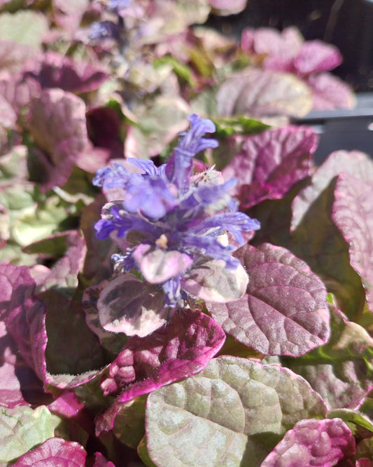 Ajuga reptans 'Burgundy Glow' Mehrfarbiger Günsel Blüte