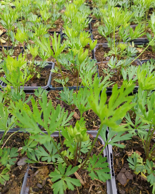 Anemone multifida 'Rubra' Frühsommer Windröschen