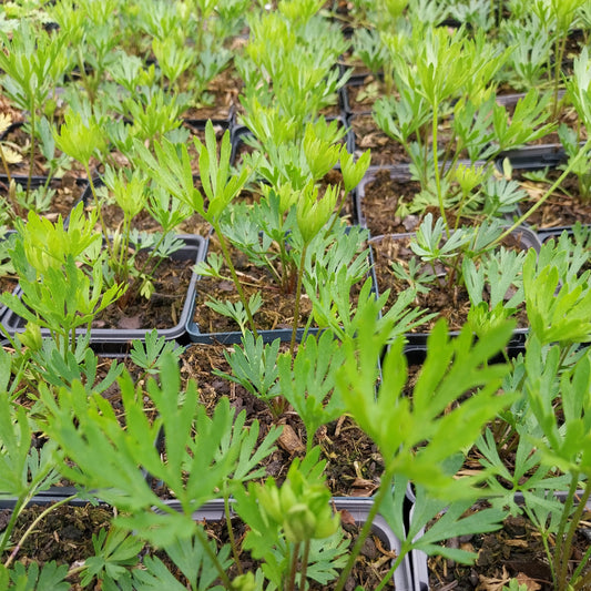 Anemone multifida 'Rubra' Frühsommer Windröschen