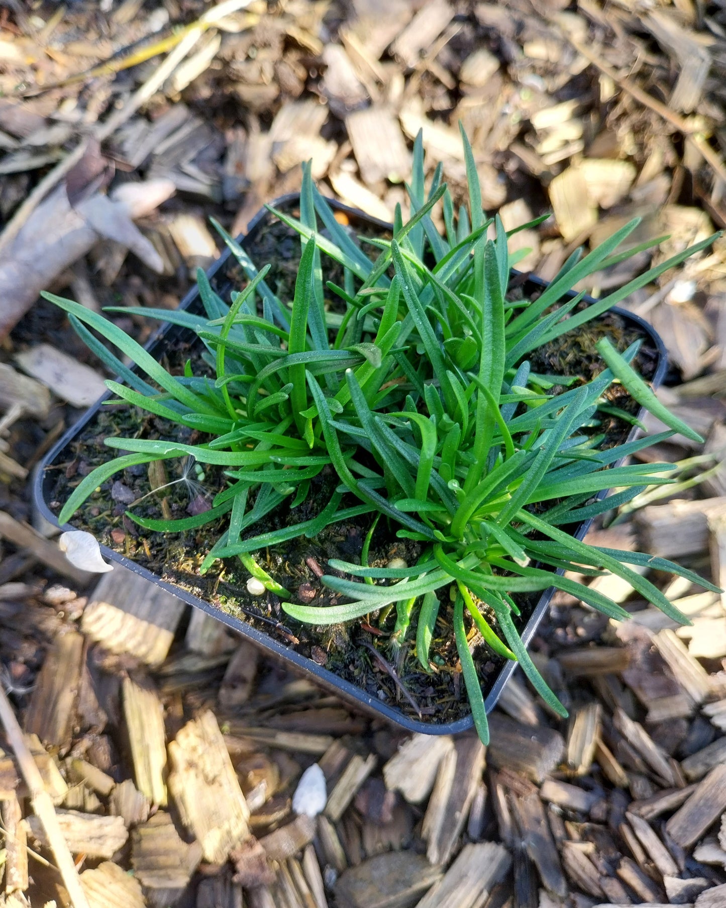 Armeria maritima 'Alba' Grasnelke im Topf
