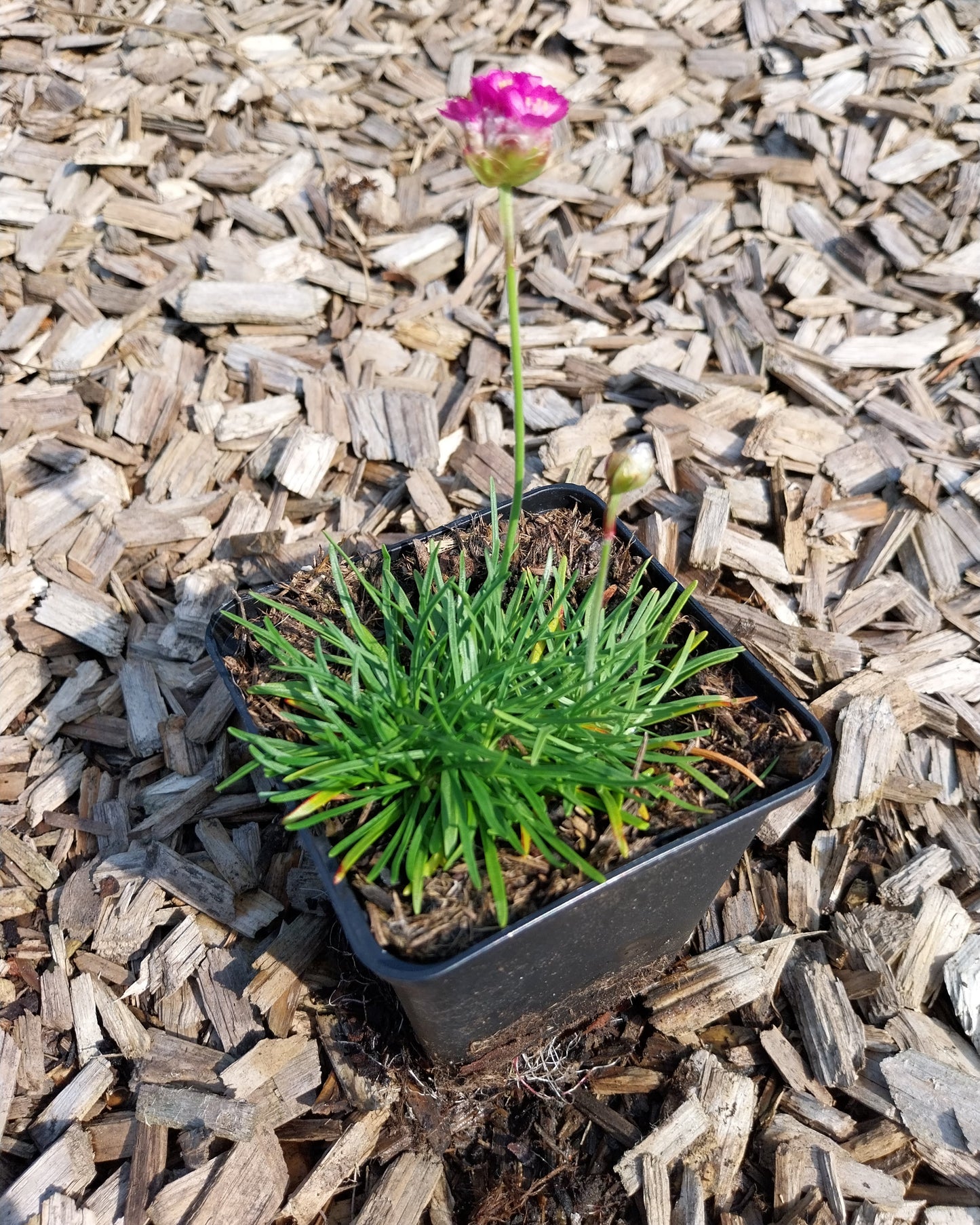 Armeria maritima 'Splendens' Grasnelke im Topf
