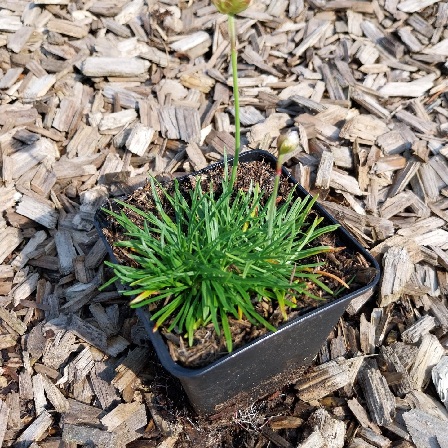 Armeria maritima 'Splendens' Grasnelke im Topf
