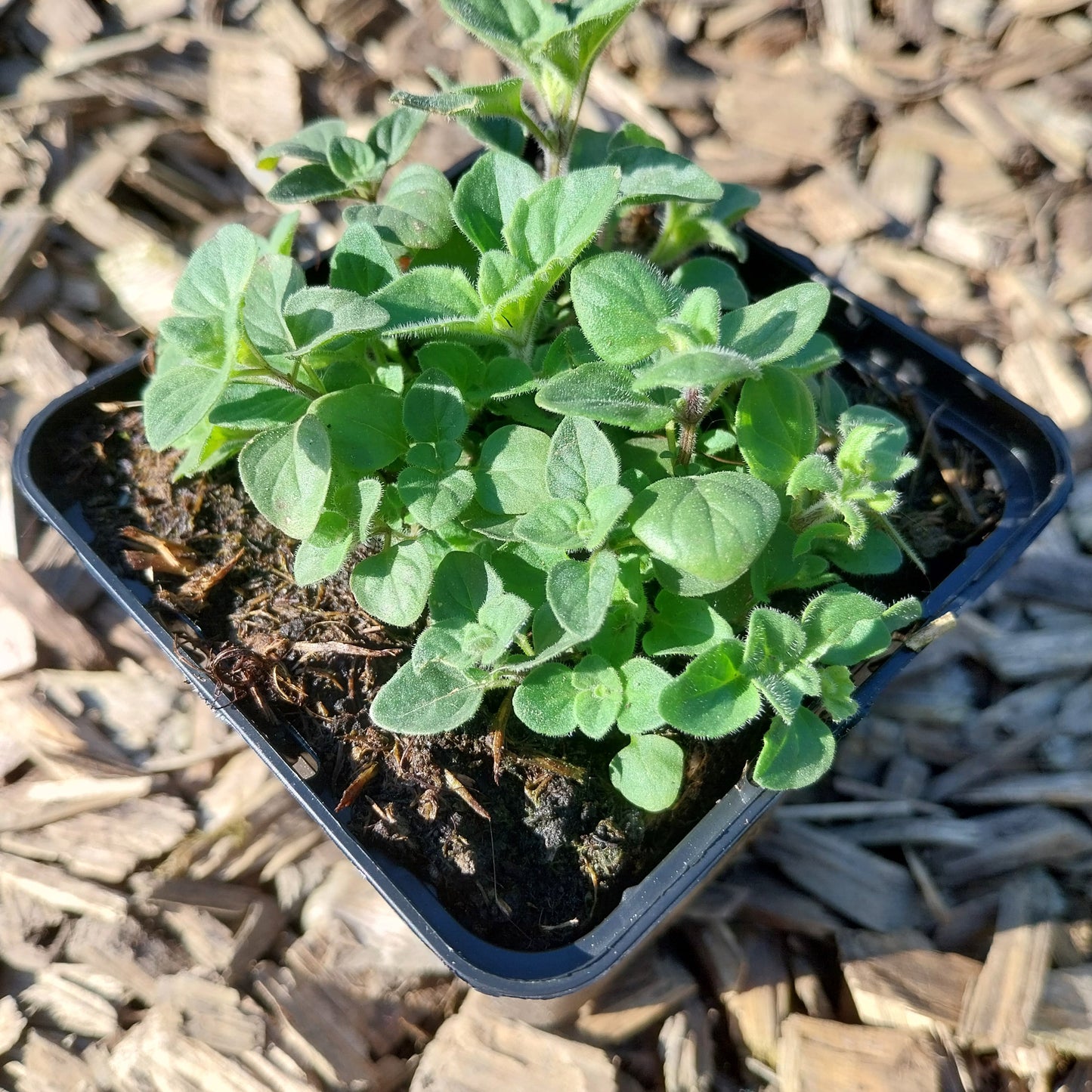 3 Calamintha nepeta Kleinblütige Bergminze