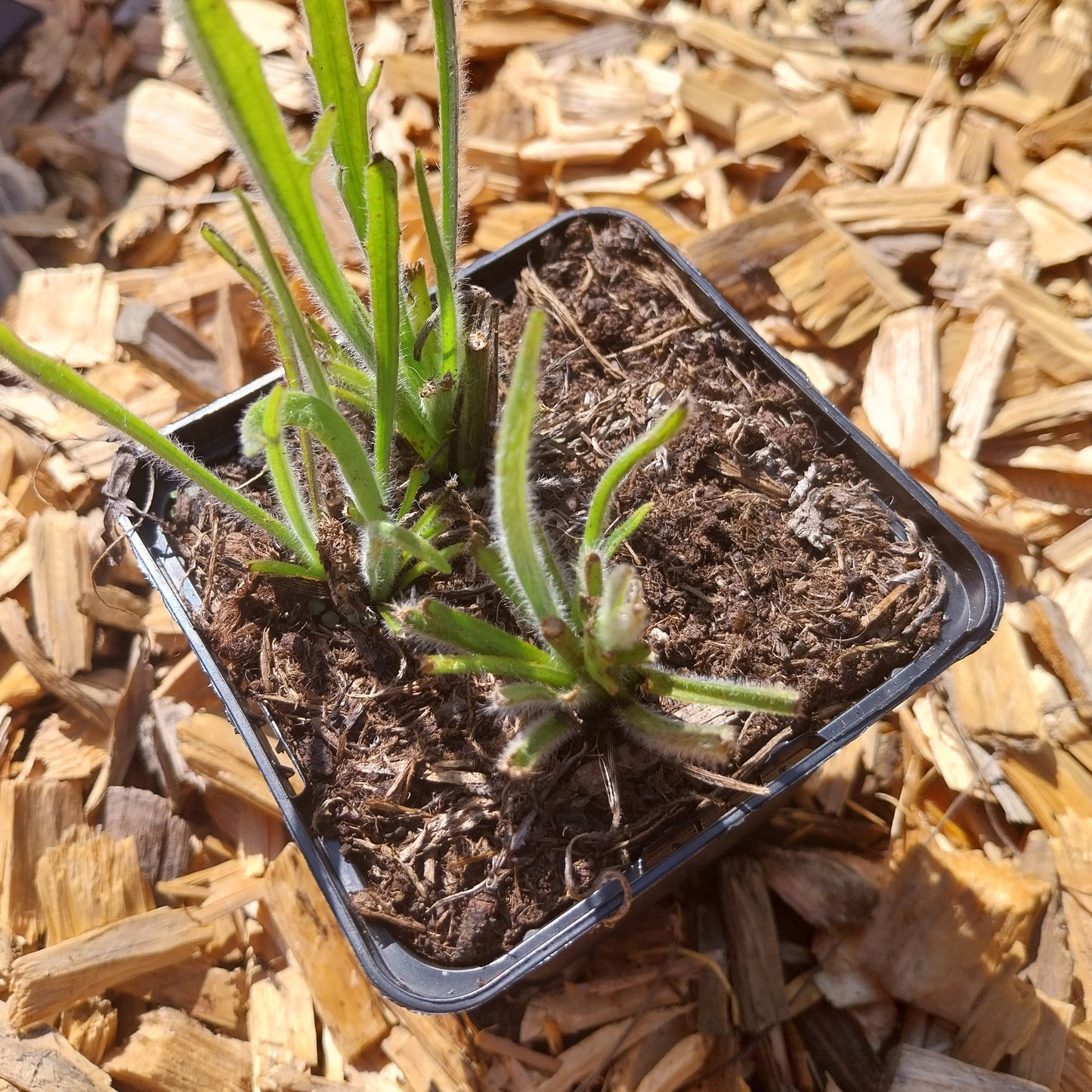 Catananche caerulea 'Alba' Rasselblume