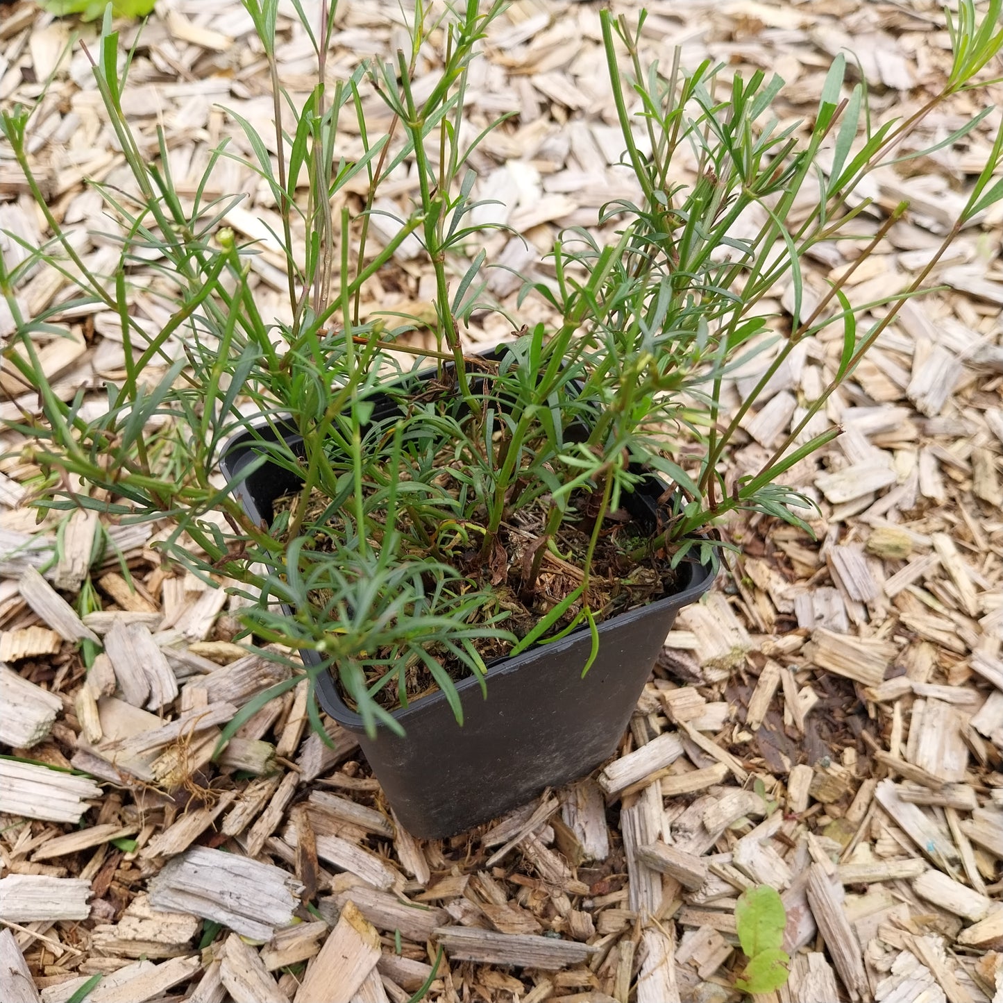 Coreopsis verticillata 'Moonbeam' Quirlblättriges Mädchenauge