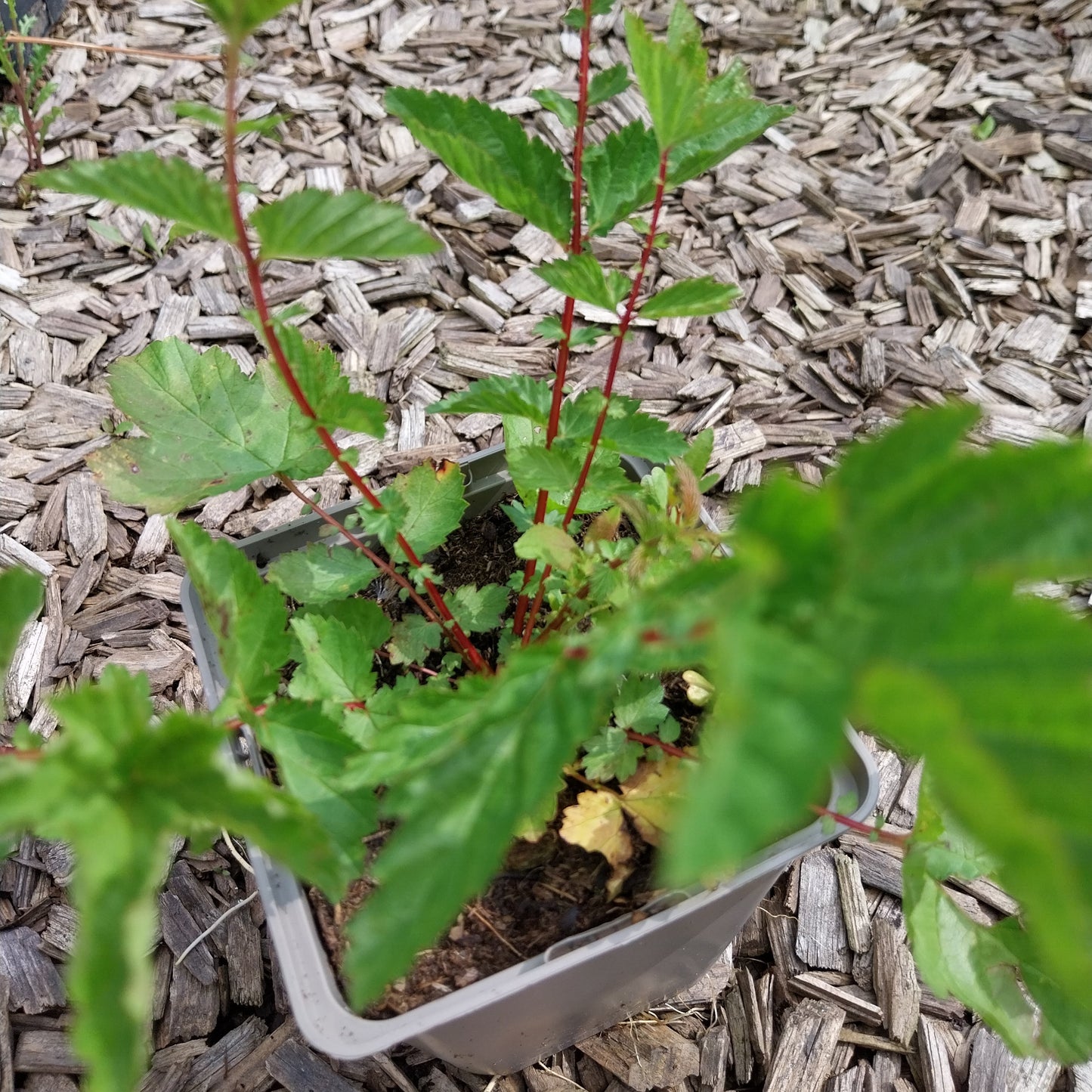 Filipendula vulgaris Knollen-Mädesüß