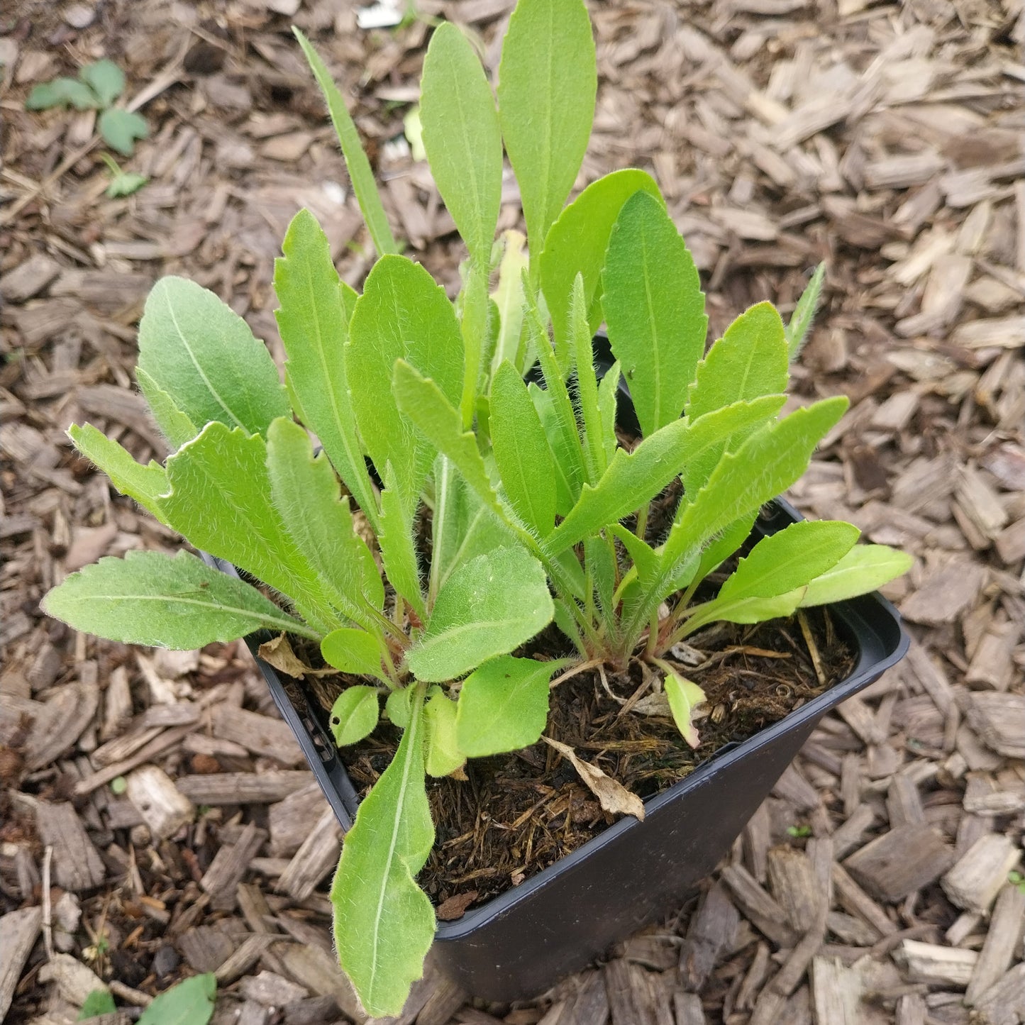 Gaillardia × grandiflora 'Burgunder' Kokardenblume