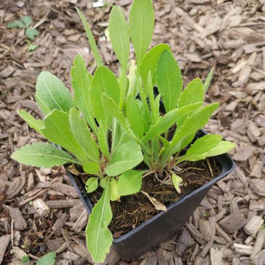 Gaillardia × grandiflora 'Burgunder' Kokardenblume