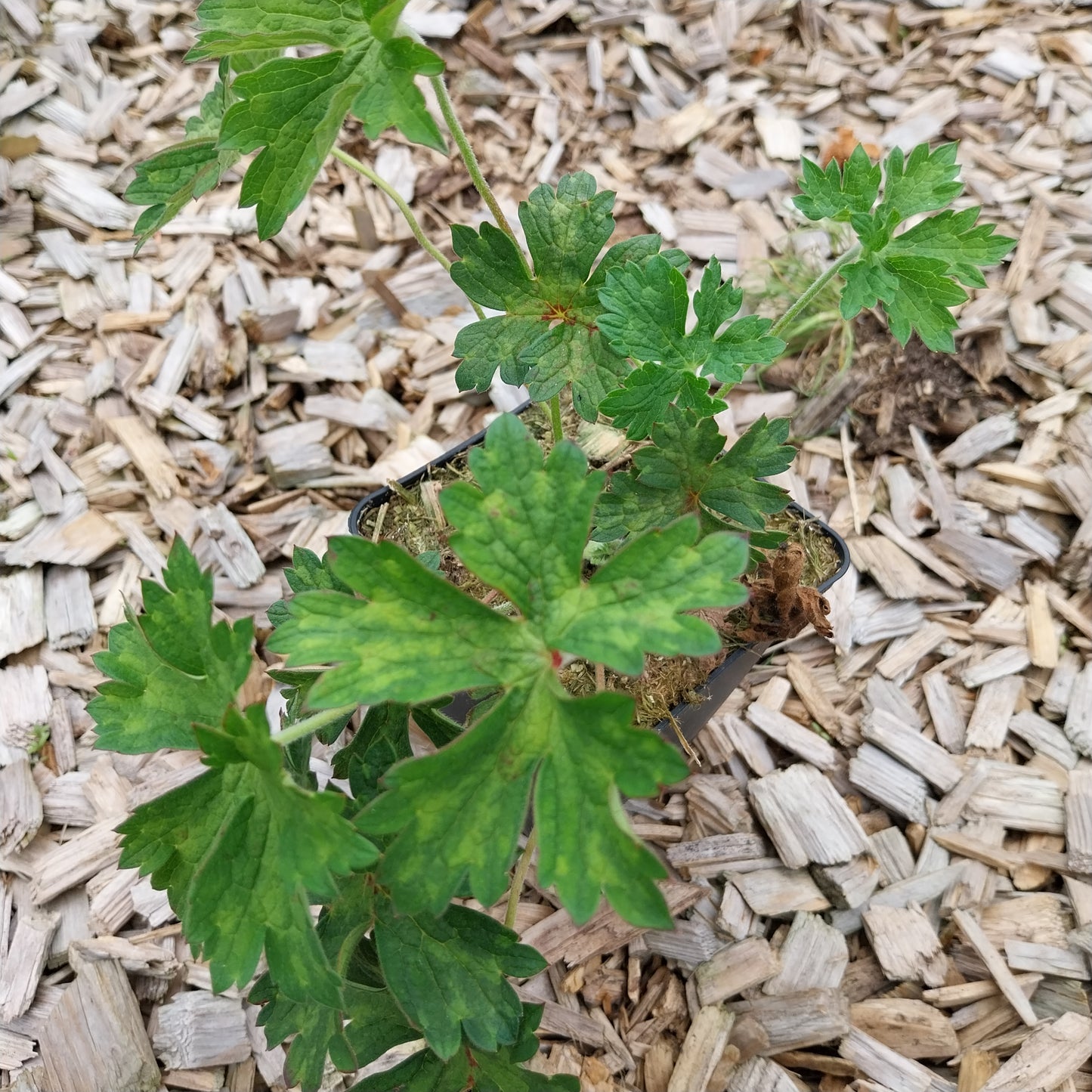 Geranium wallichianum 'Buxton's Variety' Nepal-Storchenschnabel