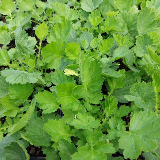 Geum chiloense 'Goldball' Nelkenwurz