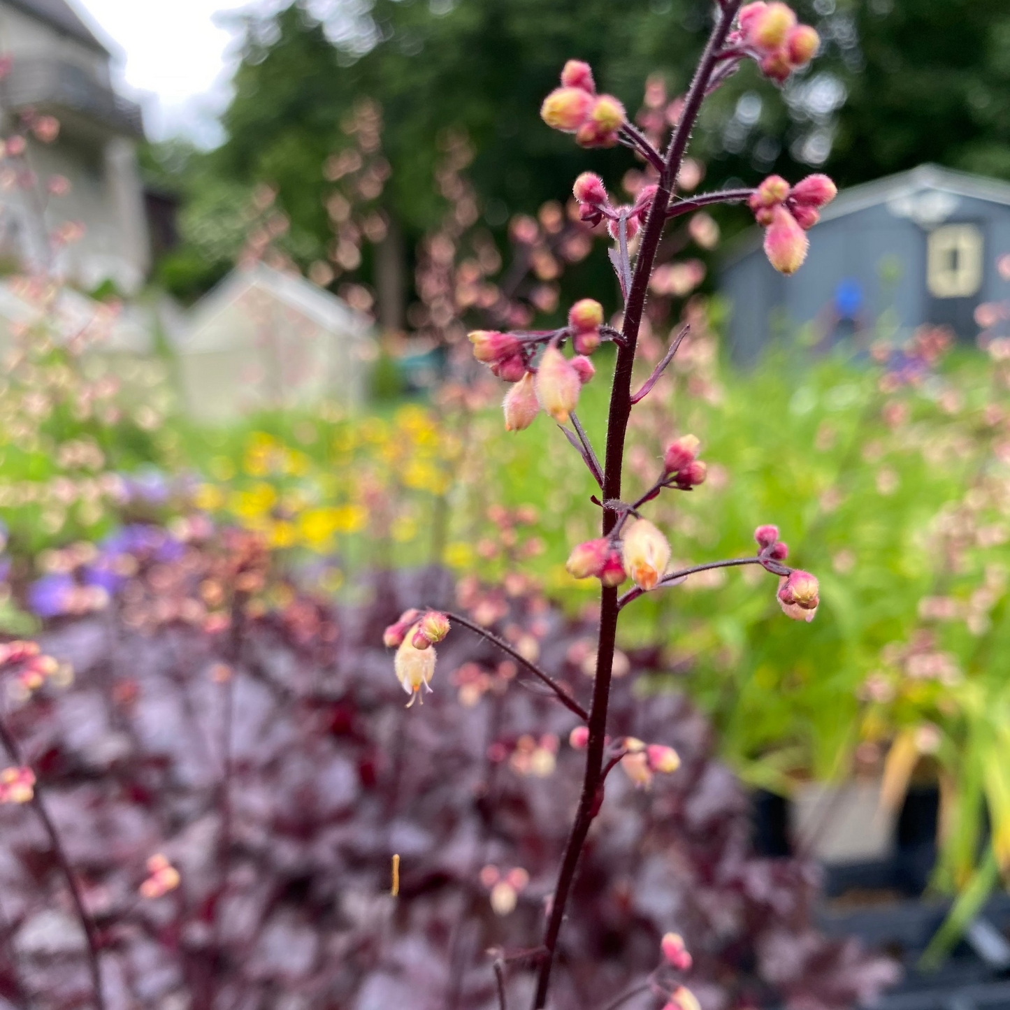 Heuchera micrantha 'Black Pearl' Silberglöckchen
