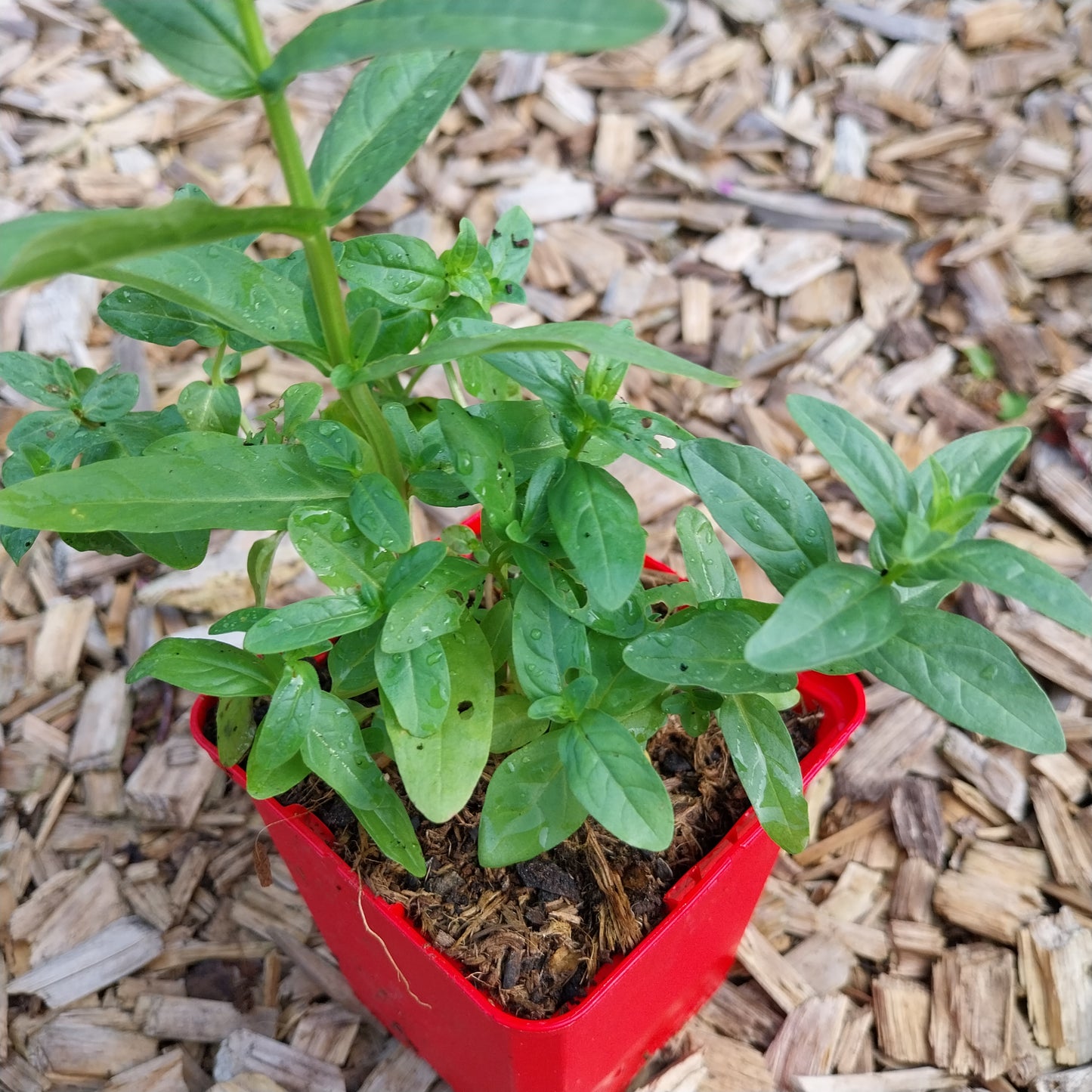Lythrum salicaria Blut-Weiderich