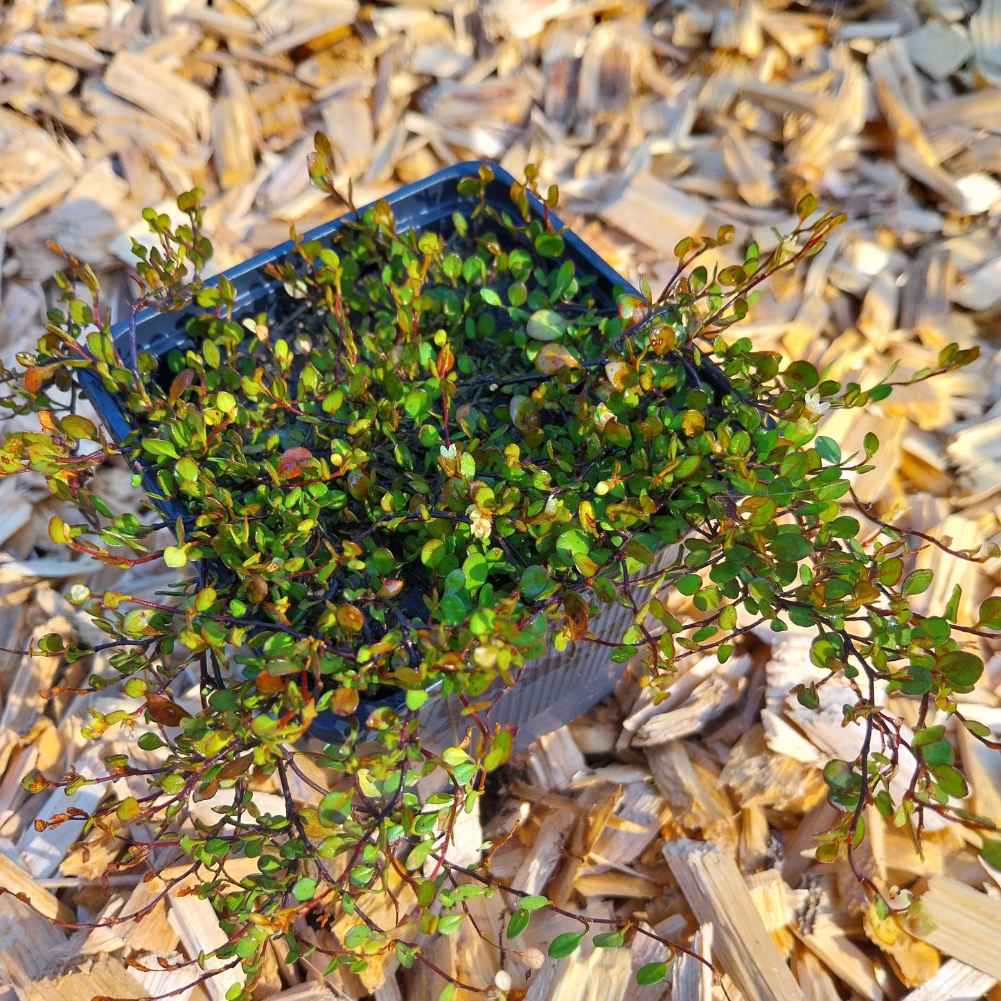 Muehlenbeckia axillaris ‘Nana’ Teppich-Scheinknöterich