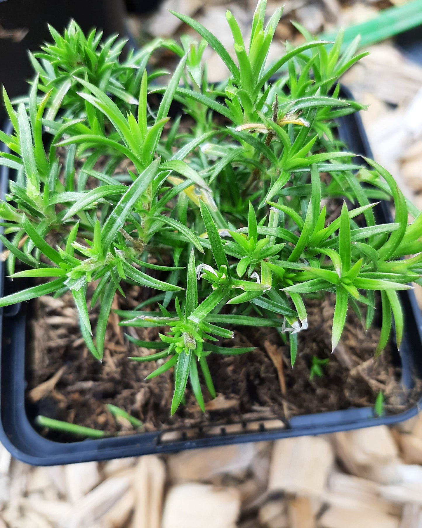 Phlox subulata 'Bavaria' Teppich-Flammenblume im Topf