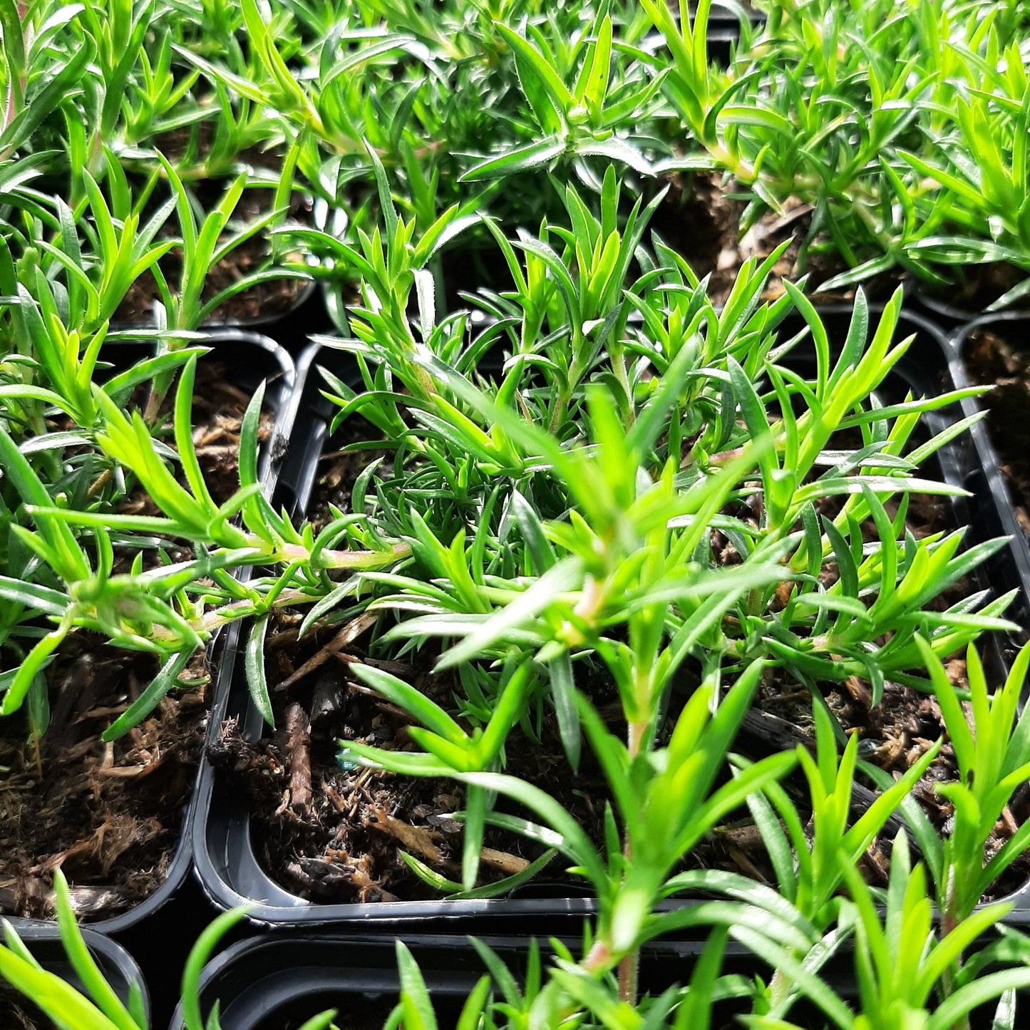 Phlox subulata 'Candy Stripes' Teppich-Flammenblume im Frühjahr