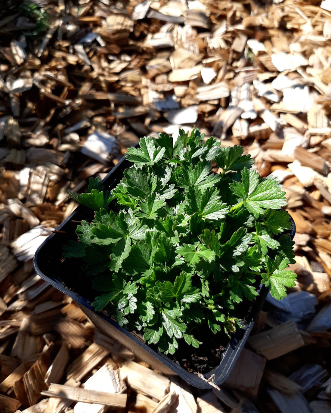 Potentilla neumanniana Frühlings-Fingerkraut im Topf