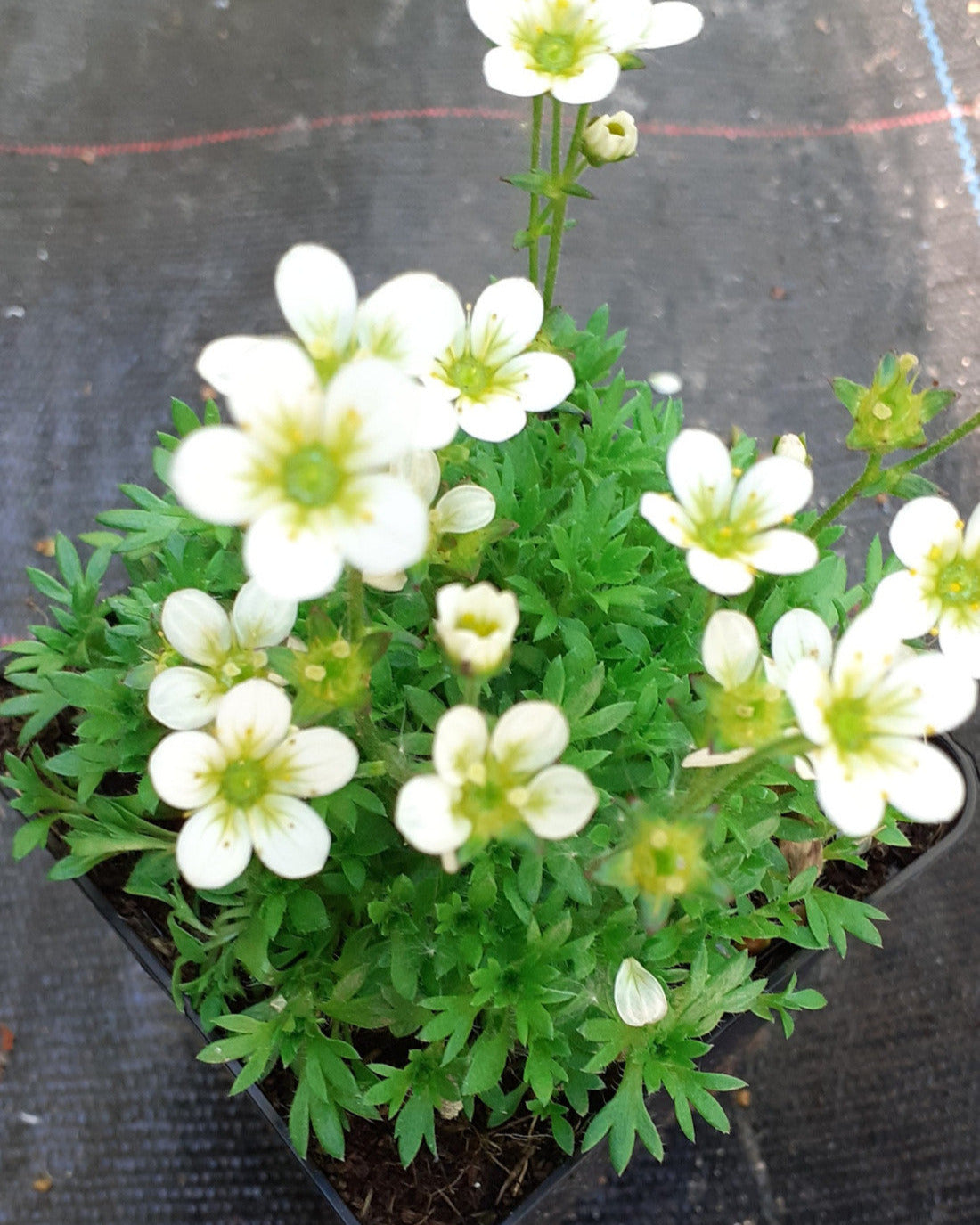 Saxifraga arendsii 'Stansfieldii' Moos-Steinbrech Blüte im Topf