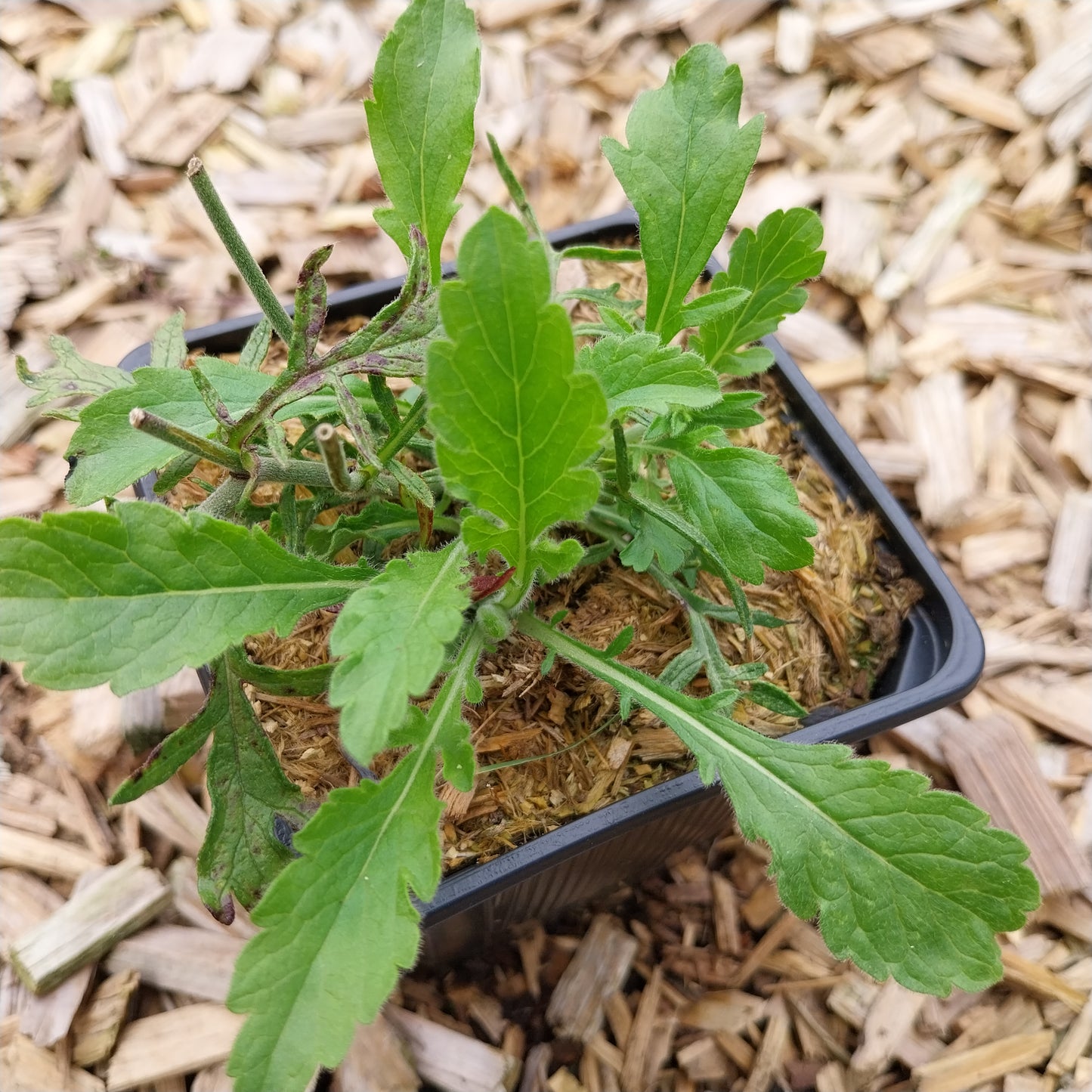 Scabiosa columbaria 'Pink Mist' Tauben-Skabiose