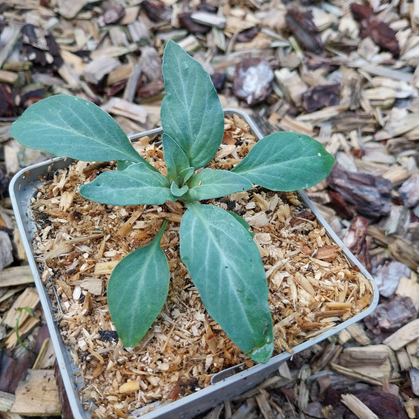 4Lysimachia atropurpurea Purpurblühender Felberich