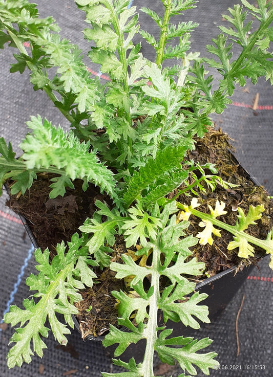 Achillea millefolium 'Cerise Queen' Schaf-Garbe