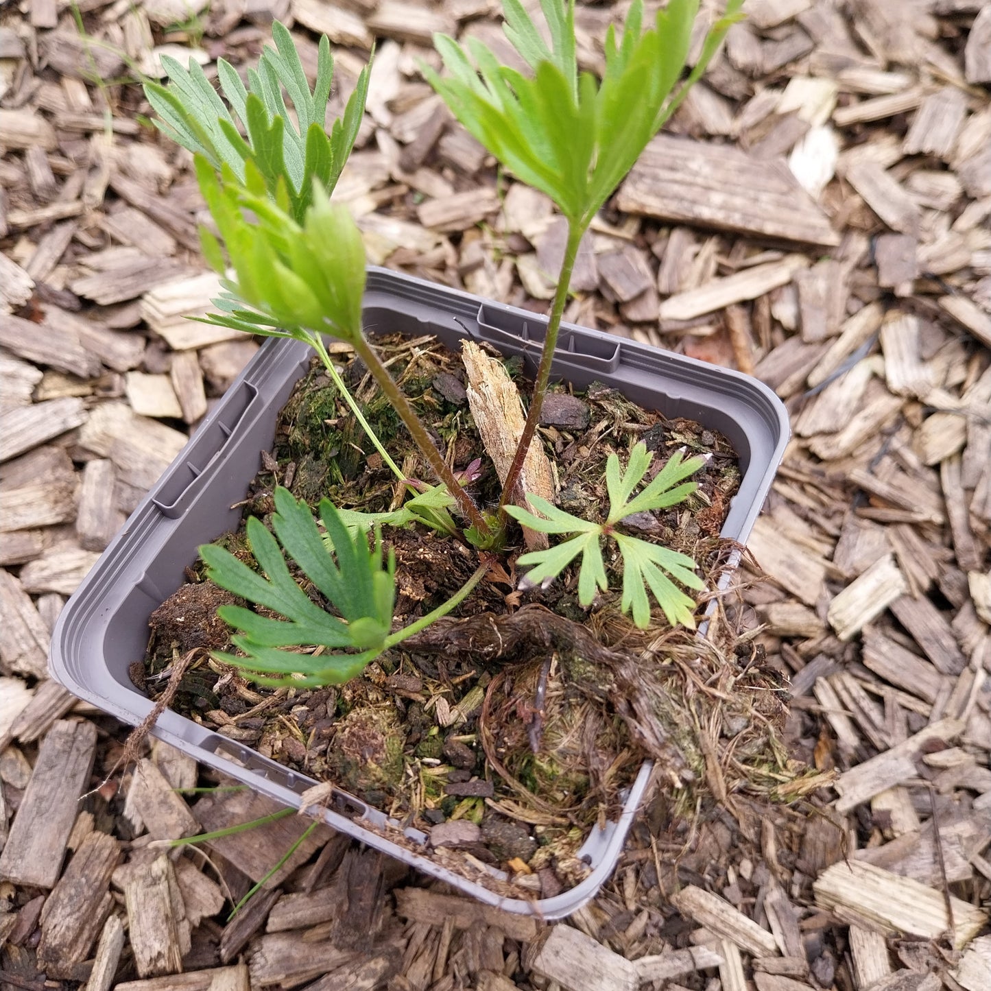 Anemone multifida 'Rubra' Frühsommer Windröschen im Topf