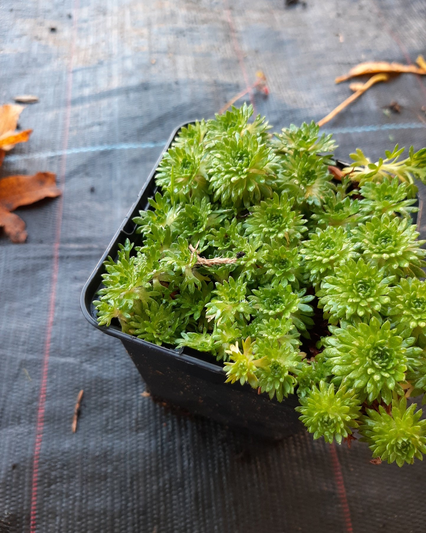 Saxifraga arendsii 'Stansfieldii' Moos-Steinbrech im Topf