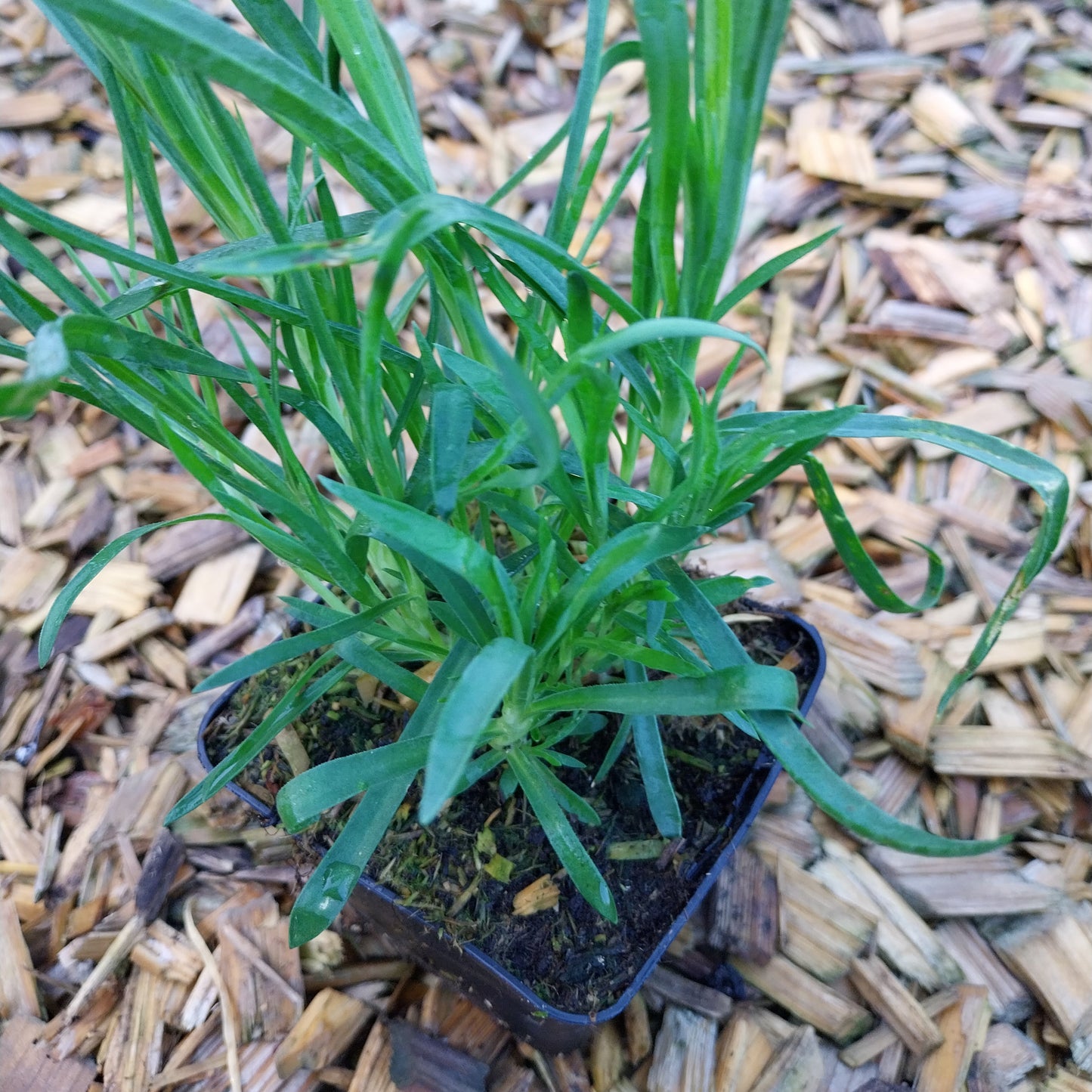 Dianthus plumarius 'Roseus' Feder-Nelke