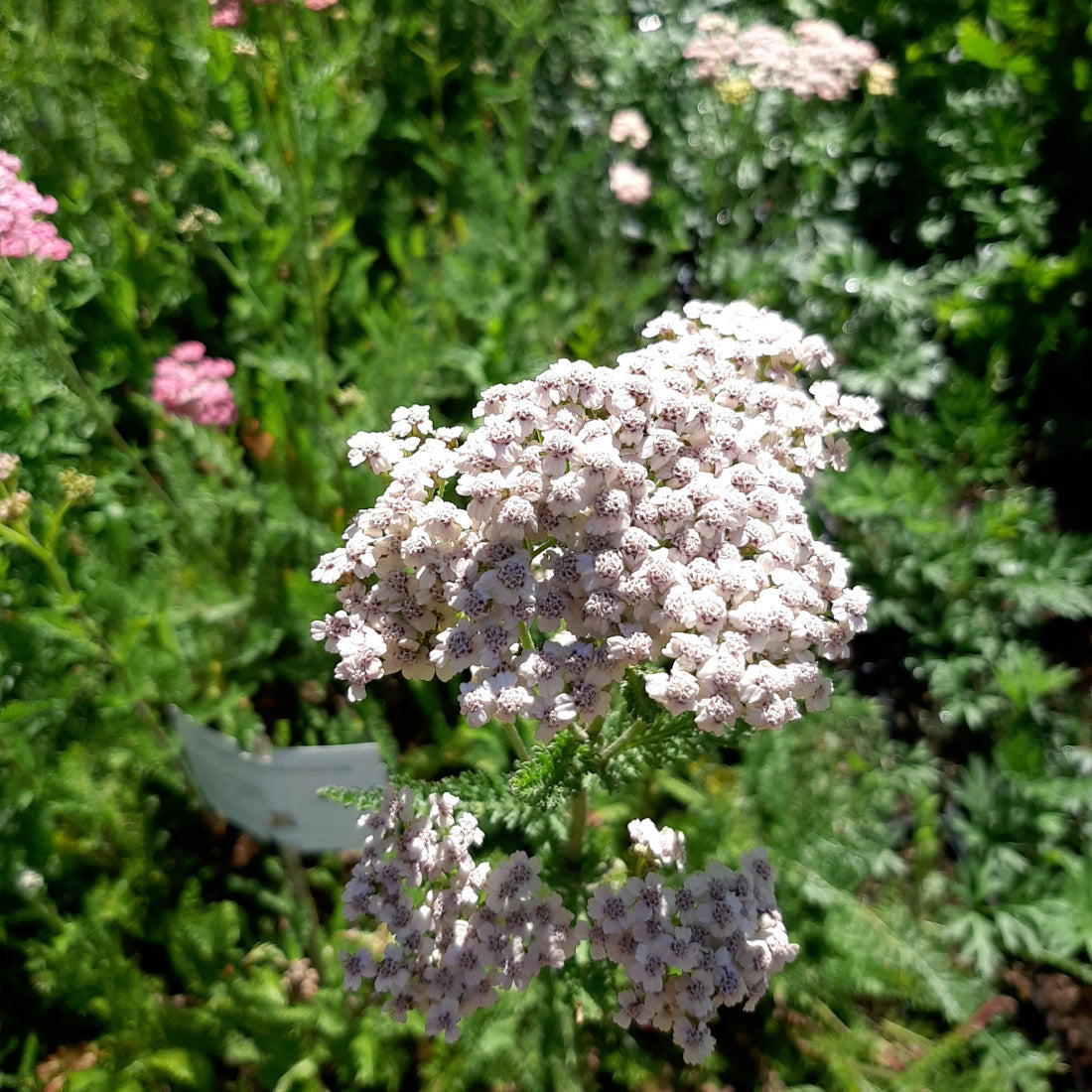 Achillea-Schafgarbe weiß