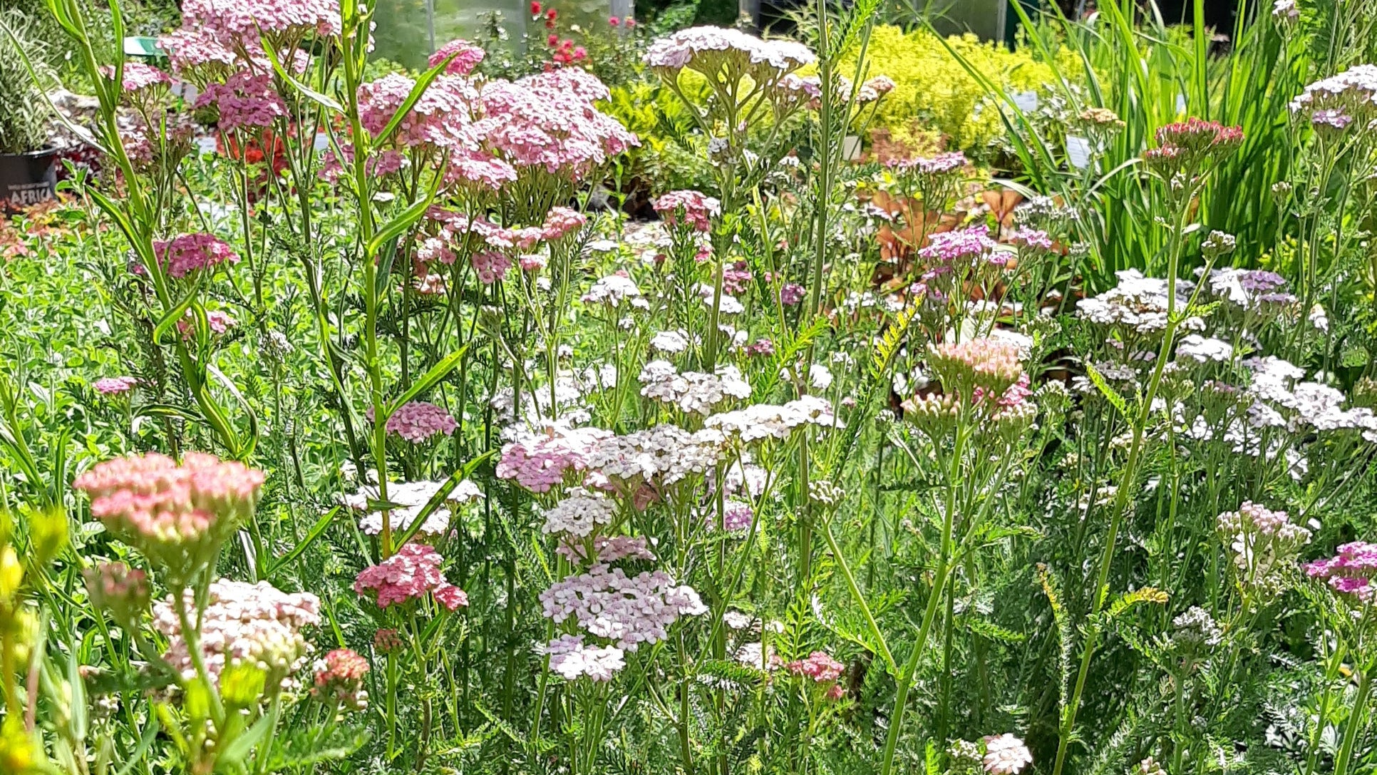 Achillea- Schafgarbe
