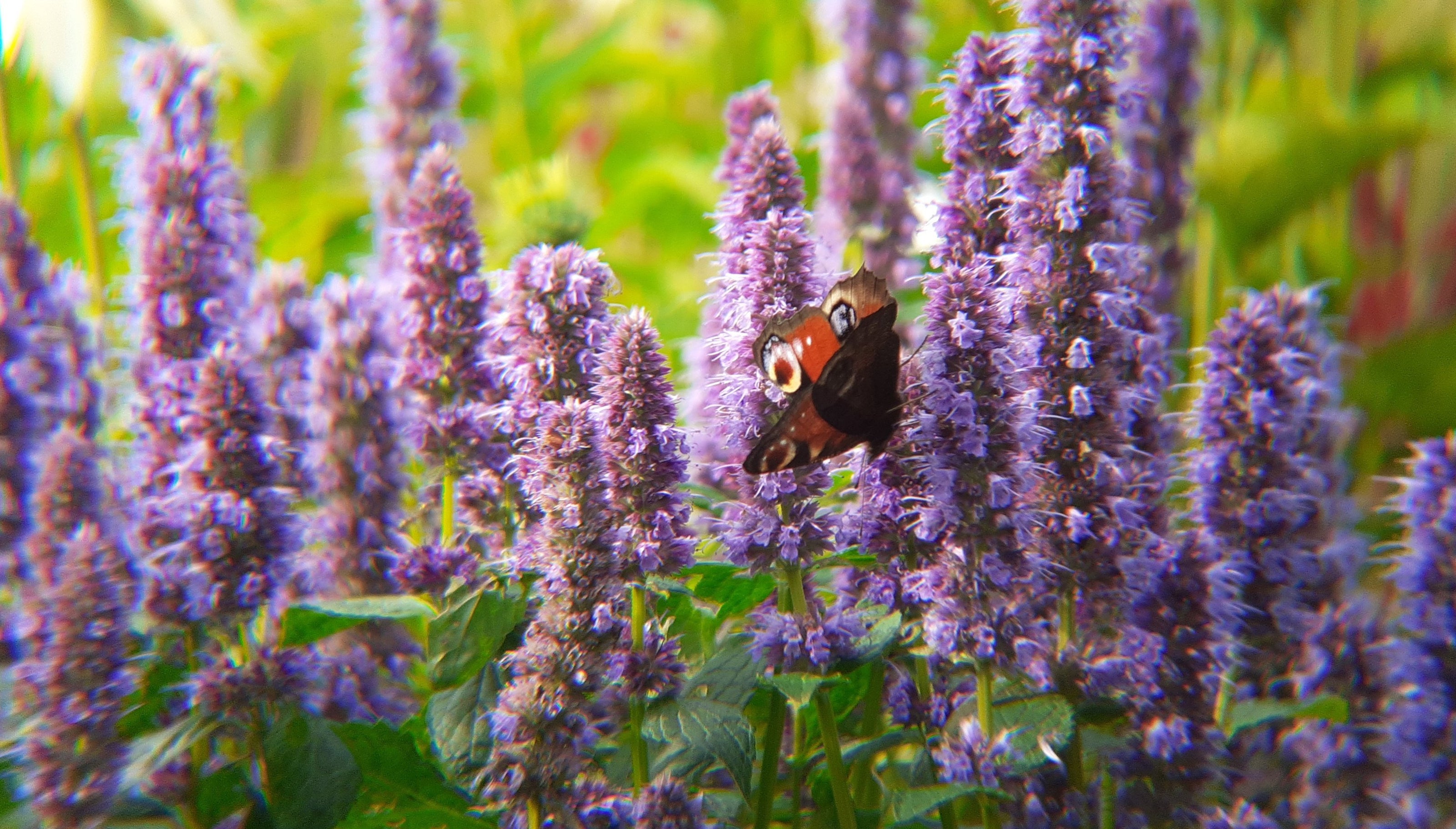 Agastache-Duftnessel