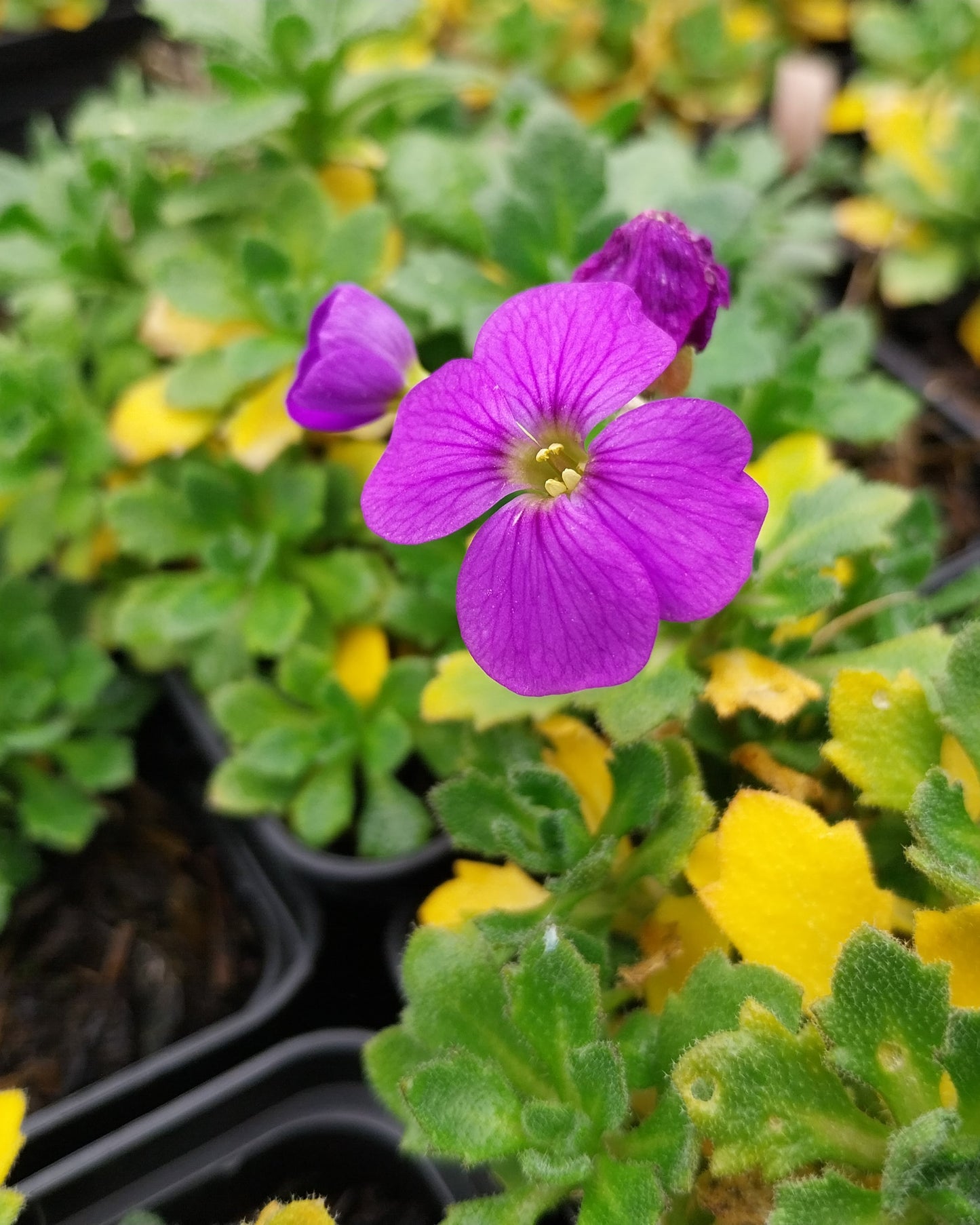 Aubrieta × cultorum 'Audrey Blue Shades ' Blaukissen Blüte