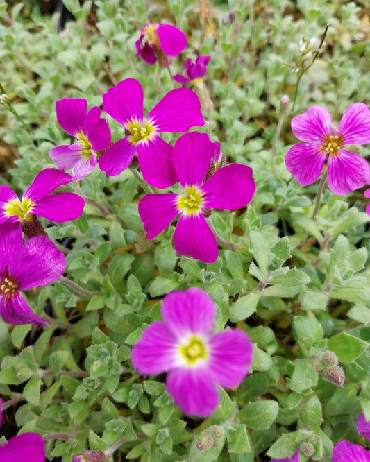 Aubrieta x cultorum 'Red Carpet' Blaukissen Blüten