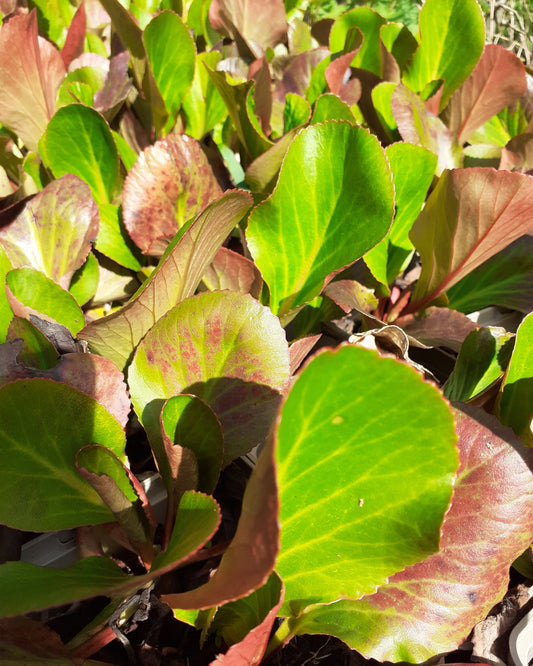 Bergenia cordifolia 'David' Bergenie, Riesensteinbrech