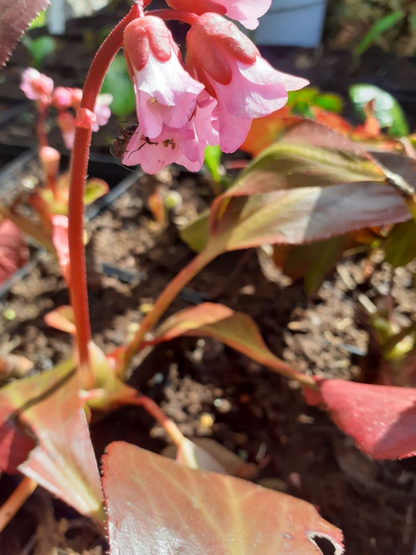 Bergenia cordifolia 'Rosa Zeiten' Bergenie in Blüte