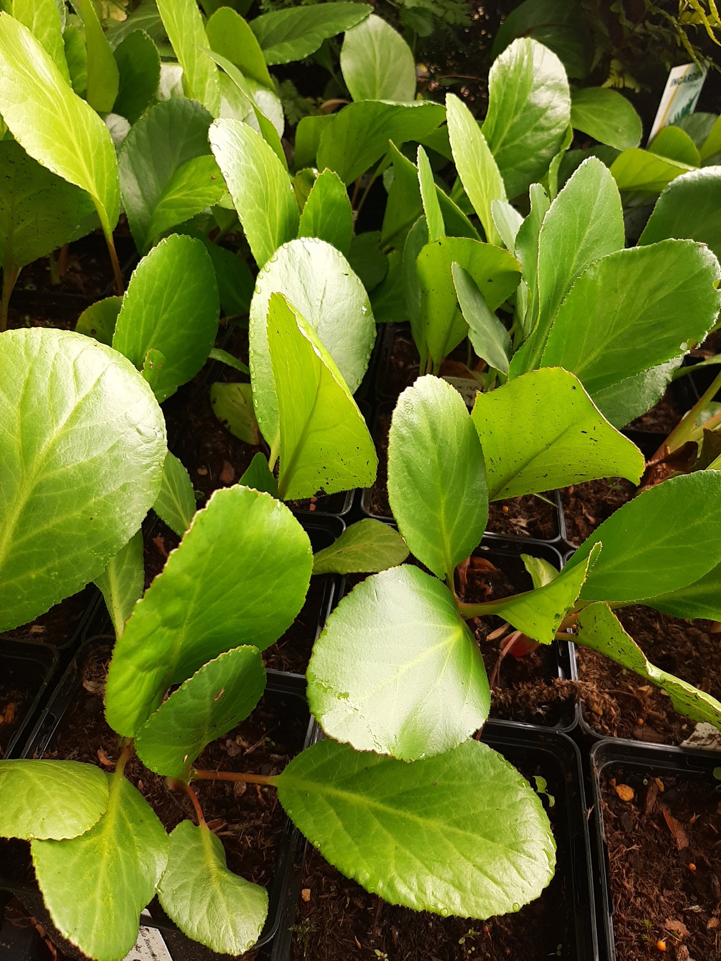 Bergenia cordifolia 'Rosa Zeiten' Bergenie