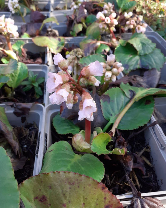Bergenia cordifolia 'Schneekönigin' Bergenie, Riesensteinbrech in Blüte