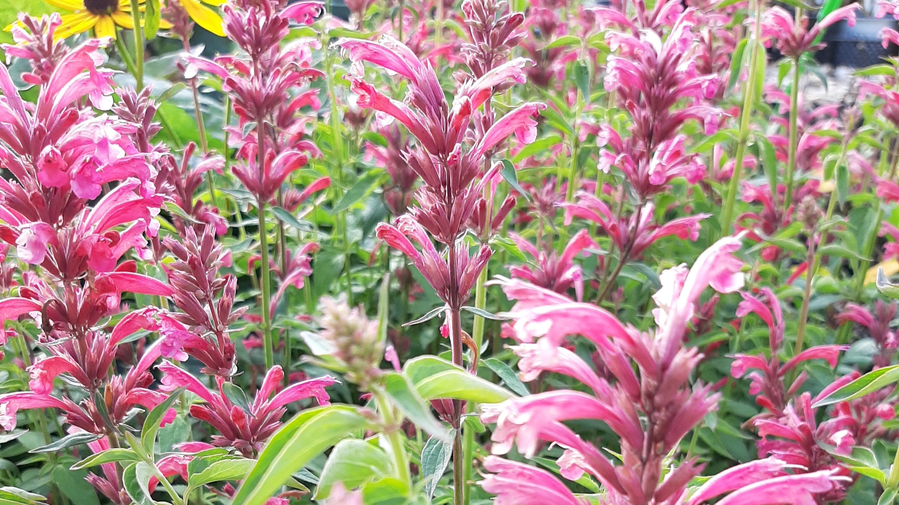 Duftnessel-Agastache Rot